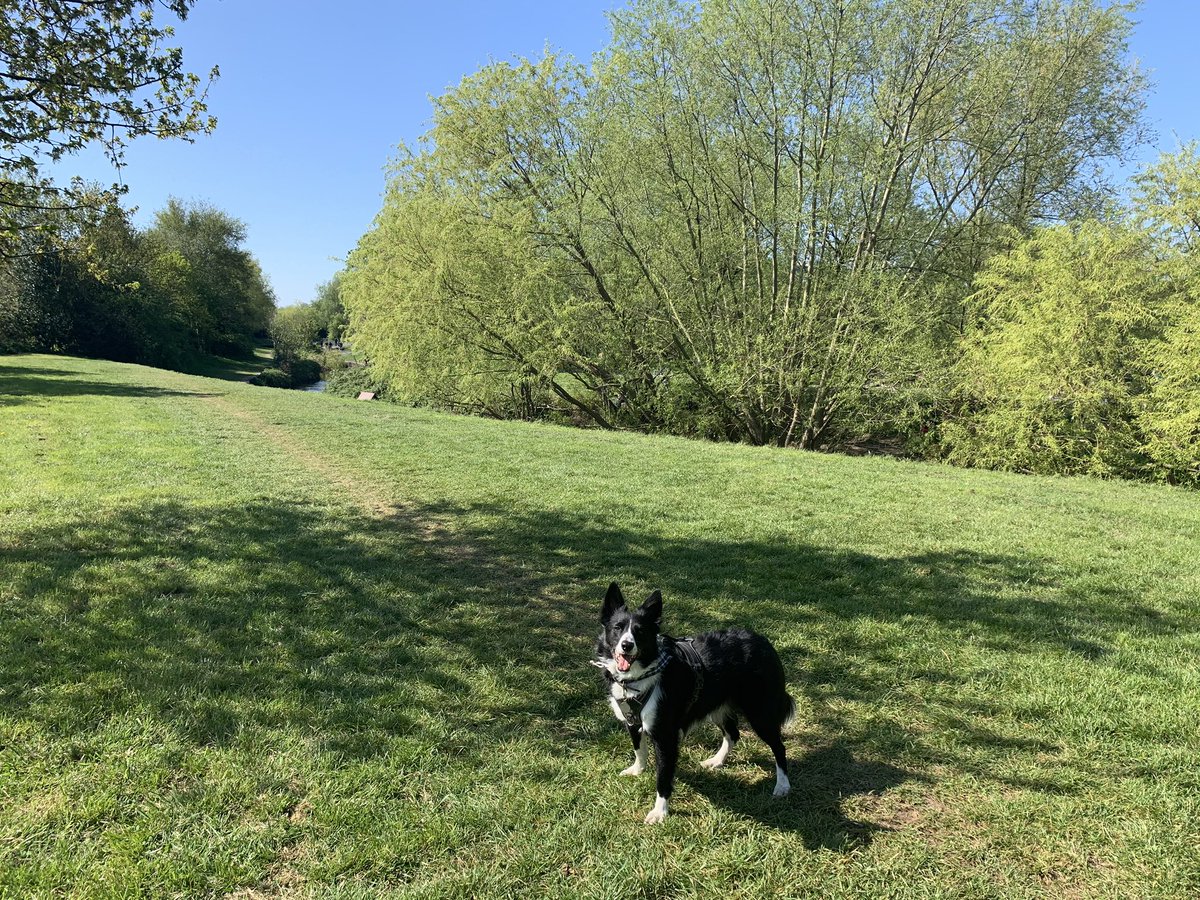 Rex_Comms's tweet photo. A lovely walk with Rex this morning and achieving #socialdistancing to perfection! #anhouraday #dogwalk #keeplocal #sunnysunday https://t.co/ge8Ew68vMY