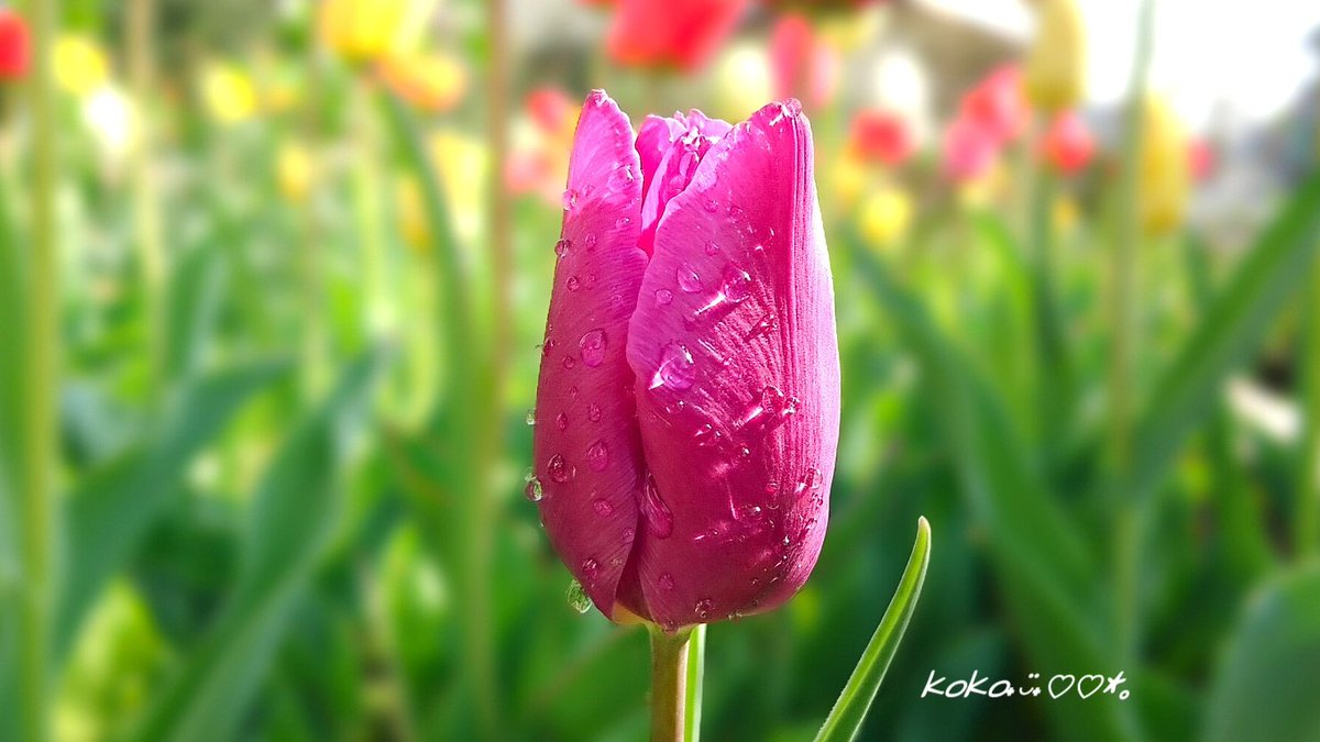 kok_m02's tweet photo. チューリップ

#私の伝えたい想い
#寫眞倶楽部 
#TLを花でいっぱいにしよう 
#ファインダー越しのわたしの世界 
#いつもありがとう https://t.co/DSLId7g55Z