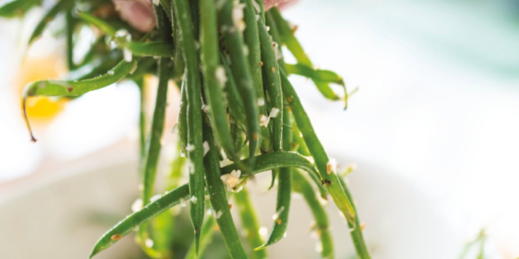 kutchenhaus's tweet photo. A simple lunch or a fancy side-dish? And the best thing is that you could substitute the green beans for any other veg, like broccoli! 🥗🥗🥗

@caple's Green Bean &amp; Peanut #Salad #recipe by Michelin star chef @josh_eggleton! 

#KeepCalmandCarryOnCooking https://t.co/KBJCQwbQwM