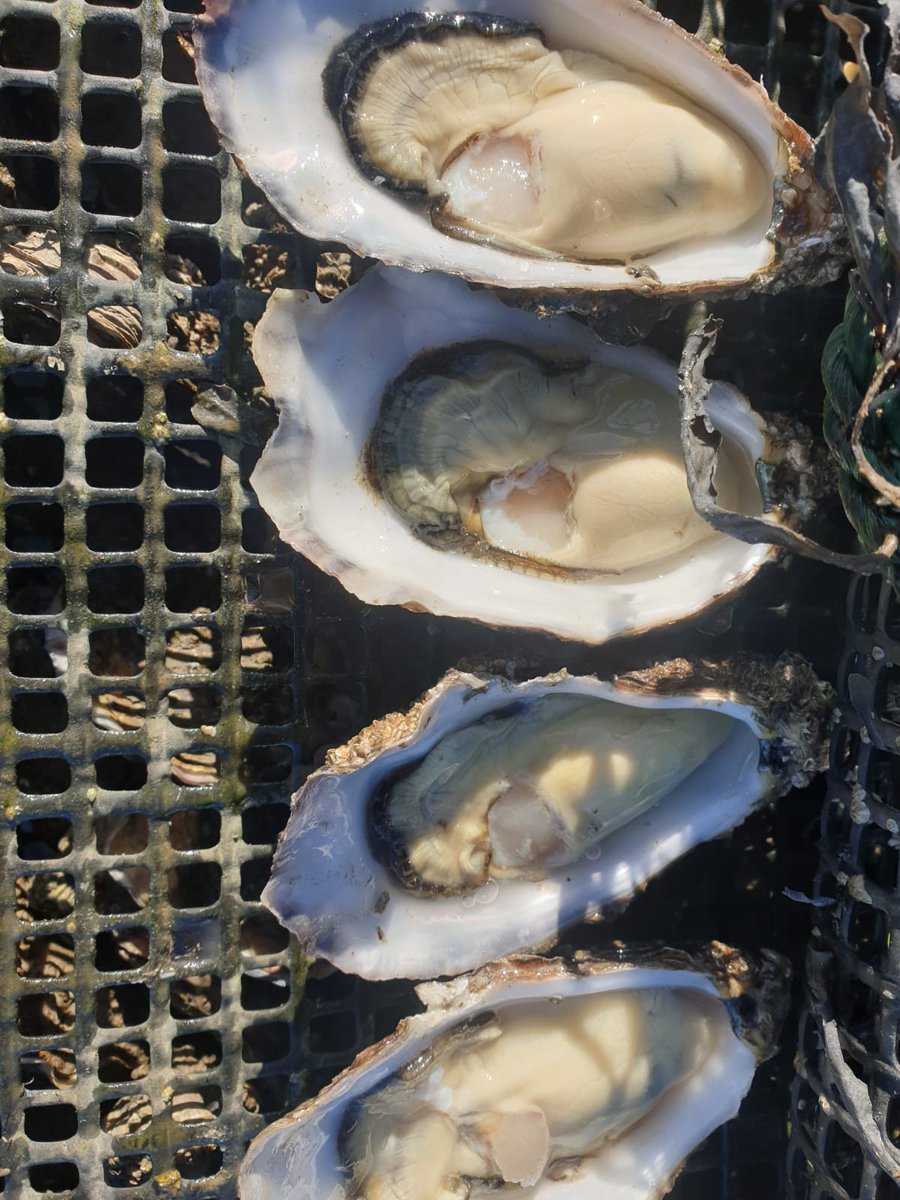 rooneyfish's tweet photo. Bored of #lockdown why not #shuck some of #Millbay #oysters
All #NHS worker Millbay oysters are #free @rooneyfish#shuckingfabulous #eatmeraw #shuckoff #shuckingsuccess #yeaman #COVID19 #NHSCovidHeroes https://t.co/710rcaumfa