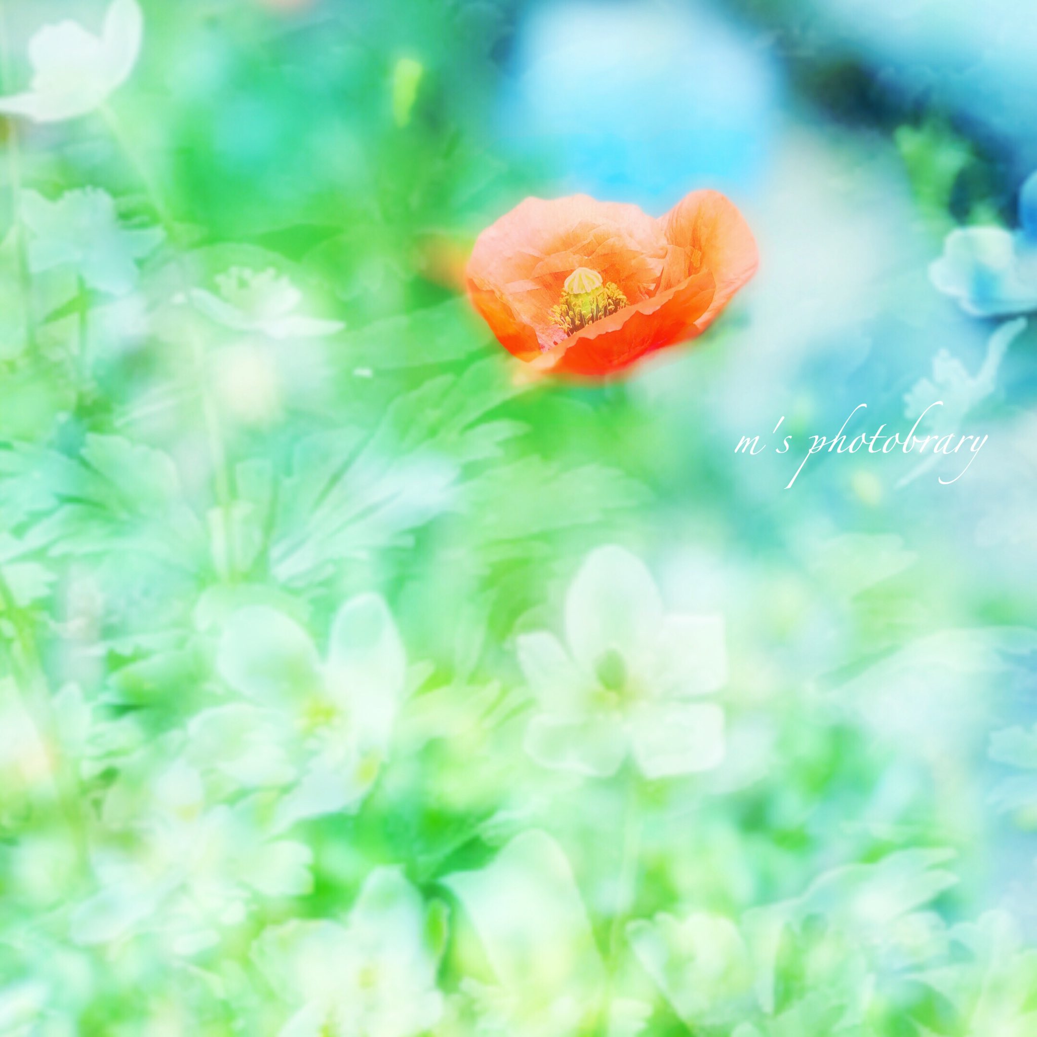 Miu 野草たちの春 ナガミヒナゲシの オレンジ 色って 大好き 足元に一歩踏み出す 元氣をもらえる 野草 ナガミヒナゲシ 花が好き T Co 1csinxftzz Twitter