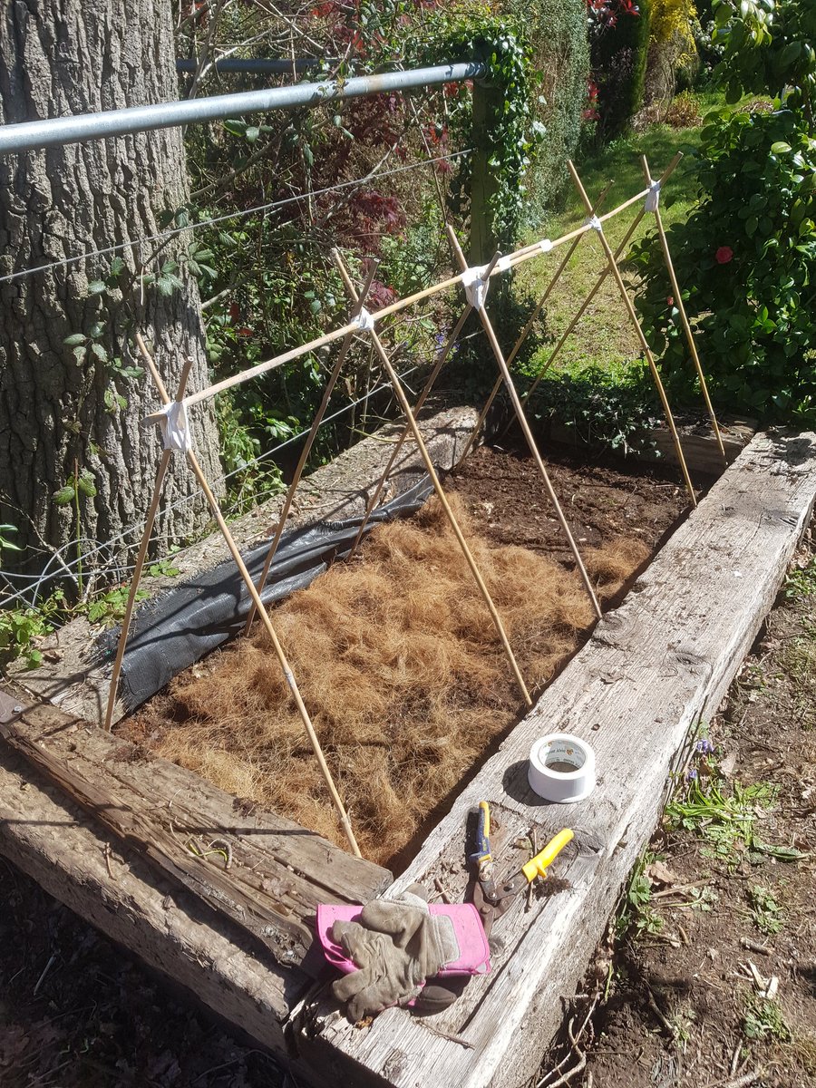 Just built this in the last hour. Bed already existed but had no soil in it so used logs, rough compost and good conpost on top then coconut coir as mulch but ran out of that.Either for tomatoes or beans, probs tomatoes tbh.No garden wire so used frog tape lmao.