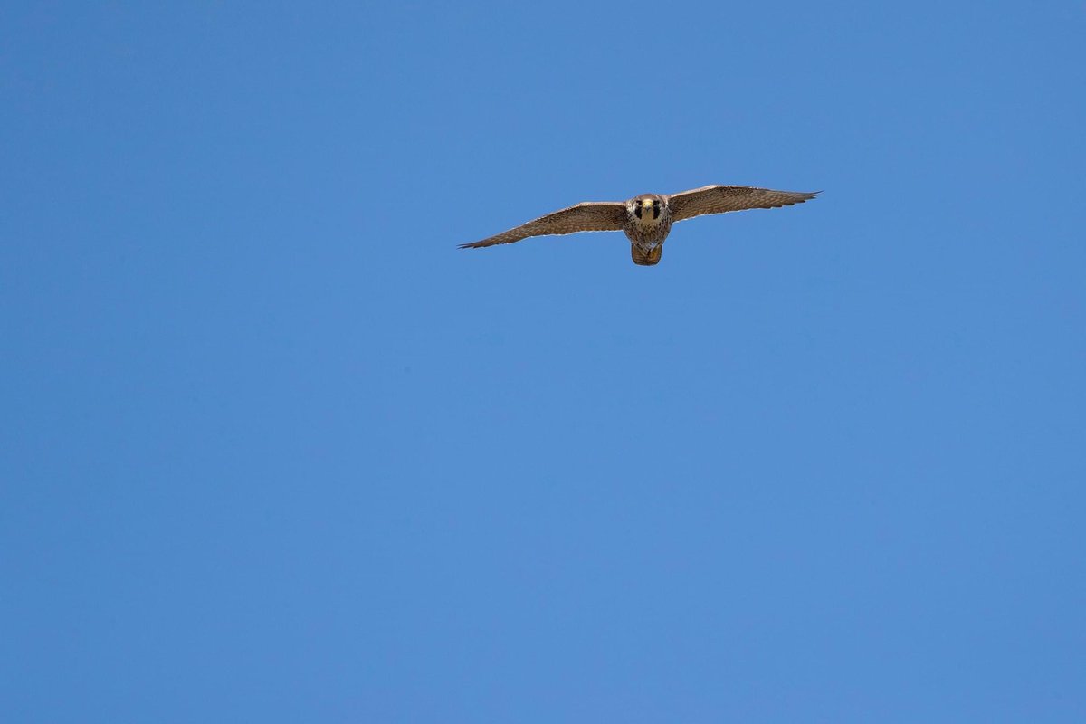 This male PEREGRINE FALCON was ringed at the Jacobus Church in The Hague, Netherlands last year. #birdwatching #vogelskijken #katwijk #thehaque #PeregrineFalcons #colourring Over my house in Katwijk this morning.