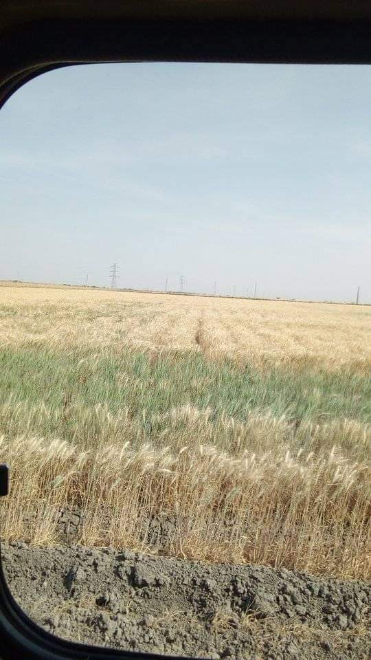 محصول القمح السودان