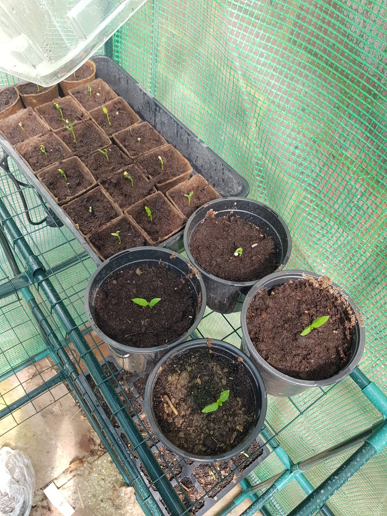 Butternut squash, chillis, tomatoes and peppers going well.