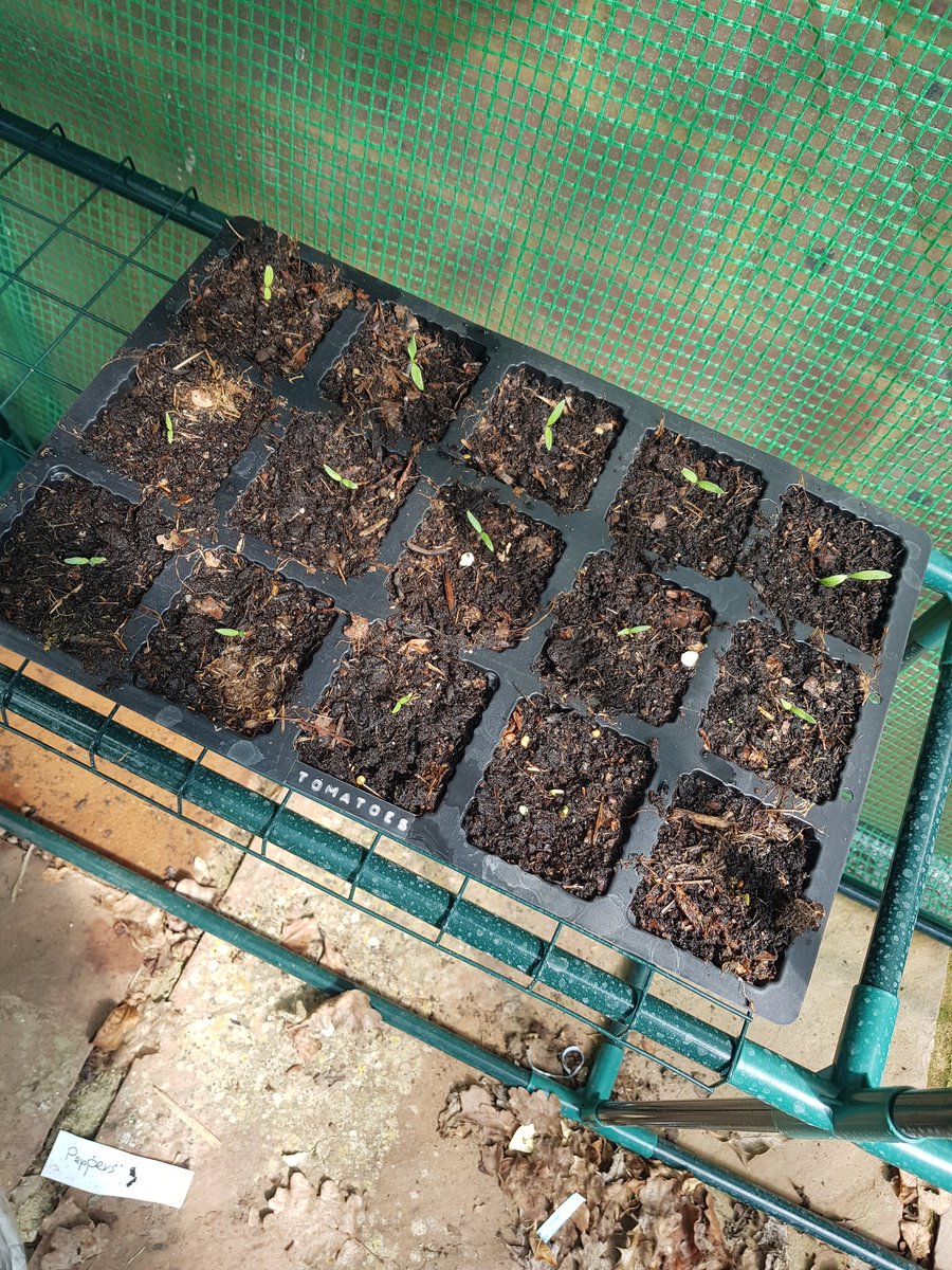 Butternut squash, chillis, tomatoes and peppers going well.