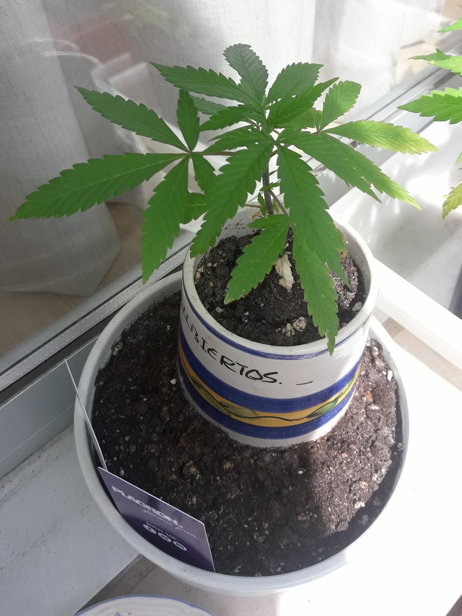 AdrycManellson's tweet photo. Y a su lado, ahora sí #Weed, #NuevosProyectos de @GreenbudSeeds #AdrycsCove #OutDoor y el #CatCropTeam #AdrycManëllsonTesterTeam vigilantes para meter diente 🤣🤣🤣.
Esperamos que este #Confinamiento sea llevadero,
Alegría, Ánimo y Fuerza que no falten..🧚‍♂️😎
Ni #Esperanza☘☘🍀 https://t.co/qhmwgxliX8