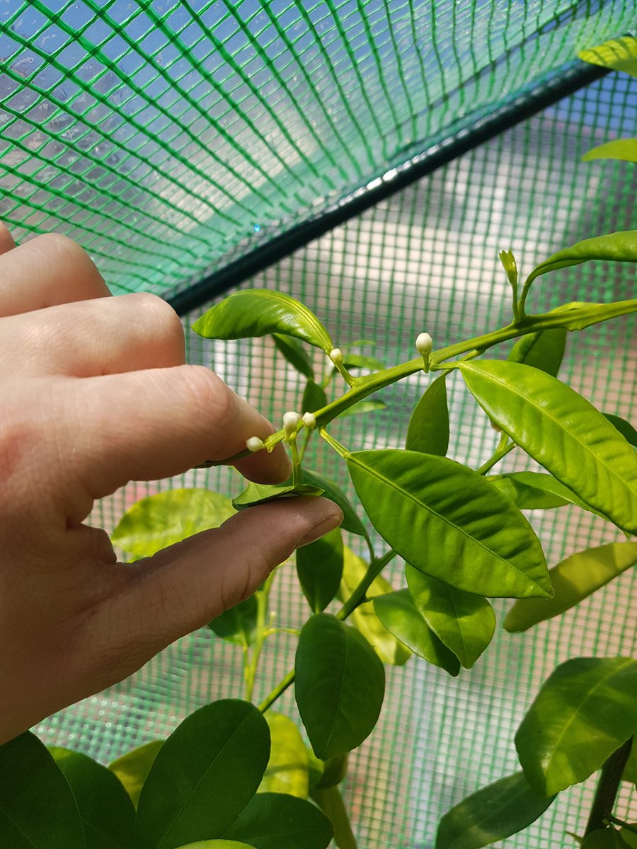 Calamondin Oranges getting ready to go as well