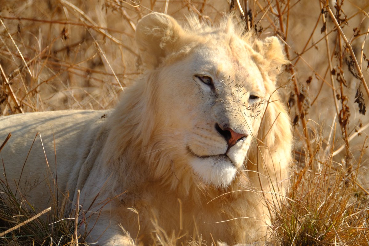 篠宮 龍三 Ryuzo Shinomiya White Lion South Africa 17 南アで出会った ホワイトライオン 朝日を浴びて神々しかったなあ クルーガー国立公園のライオンたち このところめっきり人が来なくなって道路でごろ寝しているそうです Xt2 Fujifilm