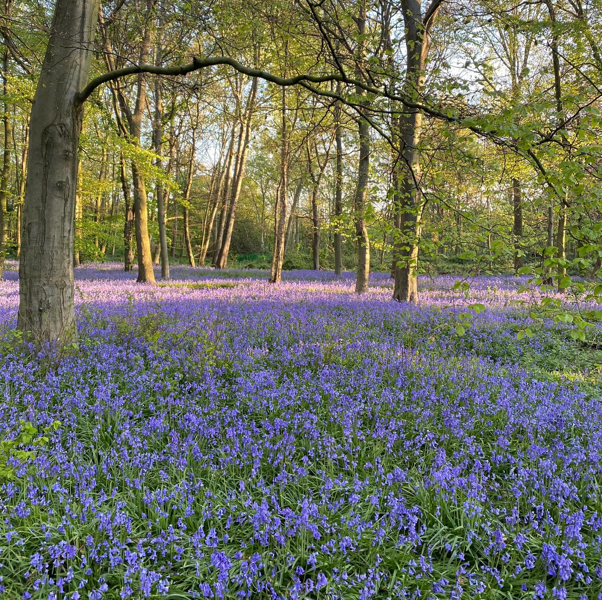 in case anyone needs to see a nice thing today, here’s what my local woods have been up to in the last couple of weeks: