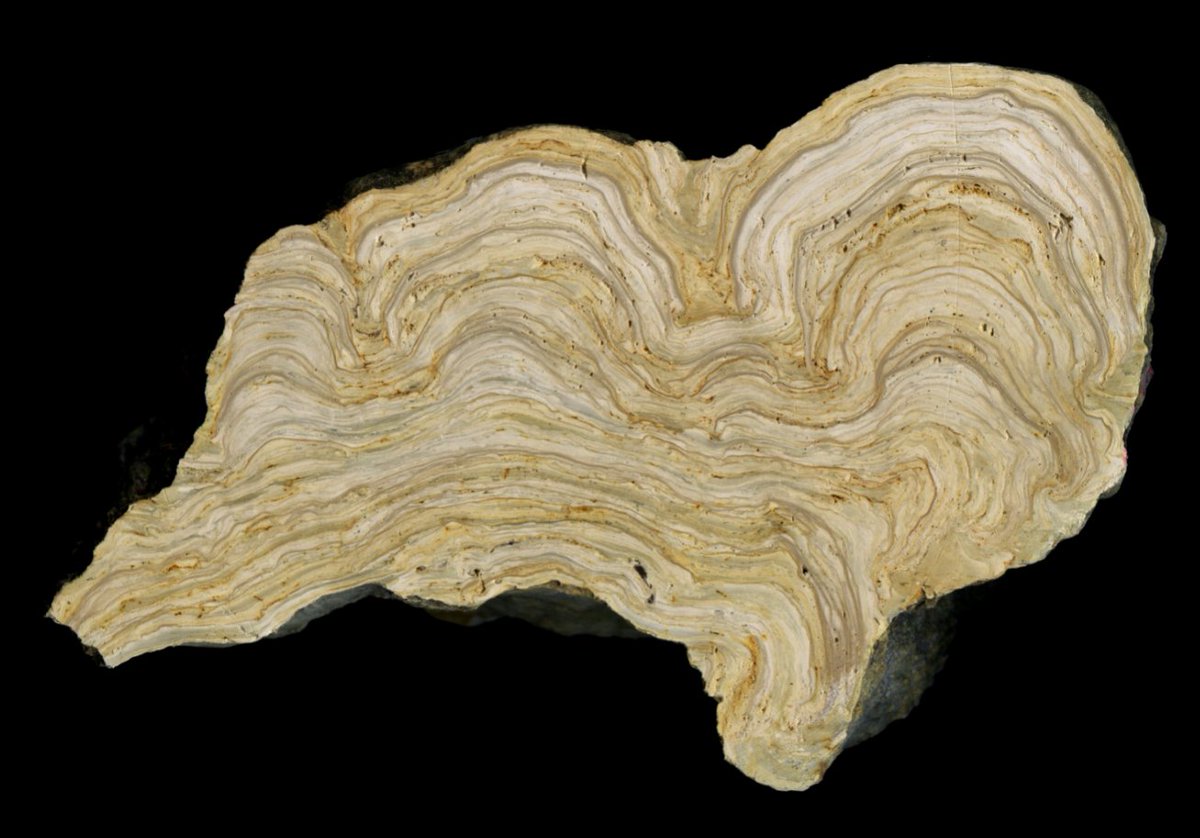 IUCAunizar's tweet photo. 🤔🔎¿Conoces los estromatolitos? Son rocas carbonatadas laminadas formadas como consecuencia de la precipitación de carbonato, inducida por cianobacterias o microbios en sistemas acuáticos. Registran variaciones ambientales y climáticas del sistema en el que se desarrollan
HILO⬇️ https://t.co/exqSZxkoWQ