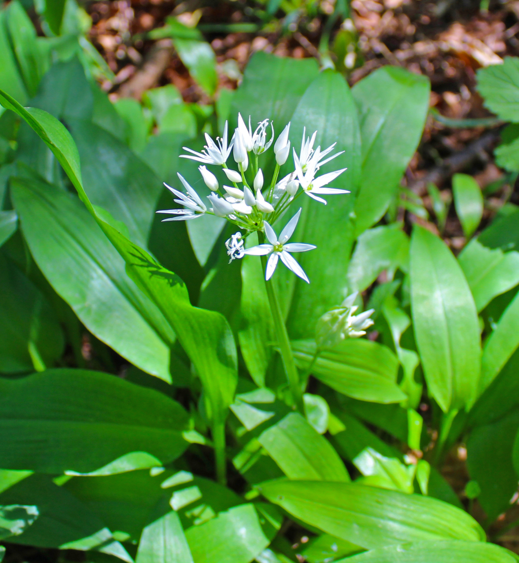 MD_Briggs's tweet photo. Allium ursinum (Wild garlic) in Swarden Dene in the Tyne Valley #SpringTyne #Northumberland https://t.co/iMDcpUvQYj https://t.co/uLECiC6KDF