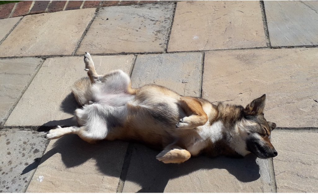 I sometimes really wonder about my dog, like if she is alive or not 😂