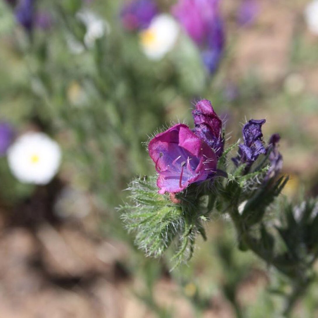 zerzura_sp's tweet photo. #Echiumplantagineum #argamula #bovinapeluda #chupamieldeviñas #hojademula #lenguadebuey #lenguadevaca #orejademula #sonaja #tortalsol #viborera #viborillo #violetilla https://t.co/xm45xfeF2w