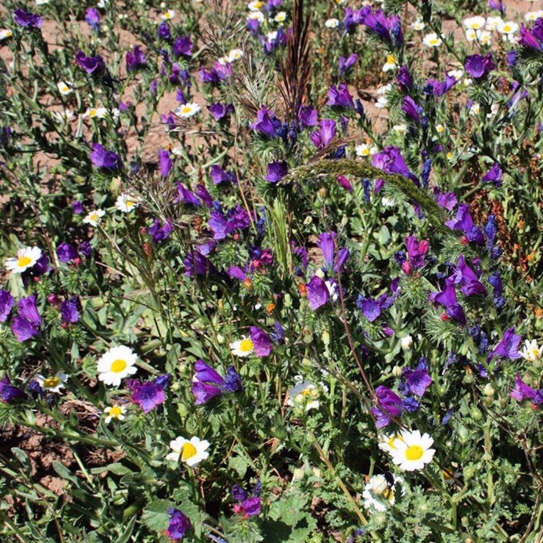zerzura_sp's tweet photo. #Echiumplantagineum #argamula #bovinapeluda #chupamieldeviñas #hojademula #lenguadebuey #lenguadevaca #orejademula #sonaja #tortalsol #viborera #viborillo #violetilla https://t.co/xm45xfeF2w
