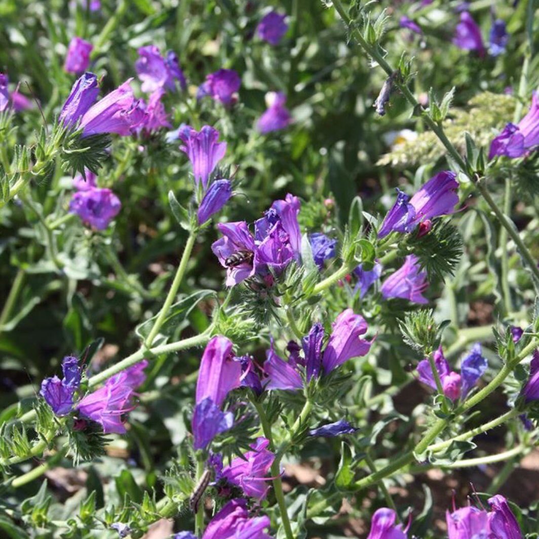 zerzura_sp's tweet photo. #Echiumplantagineum #argamula #bovinapeluda #chupamieldeviñas #hojademula #lenguadebuey #lenguadevaca #orejademula #sonaja #tortalsol #viborera #viborillo #violetilla https://t.co/xm45xfeF2w