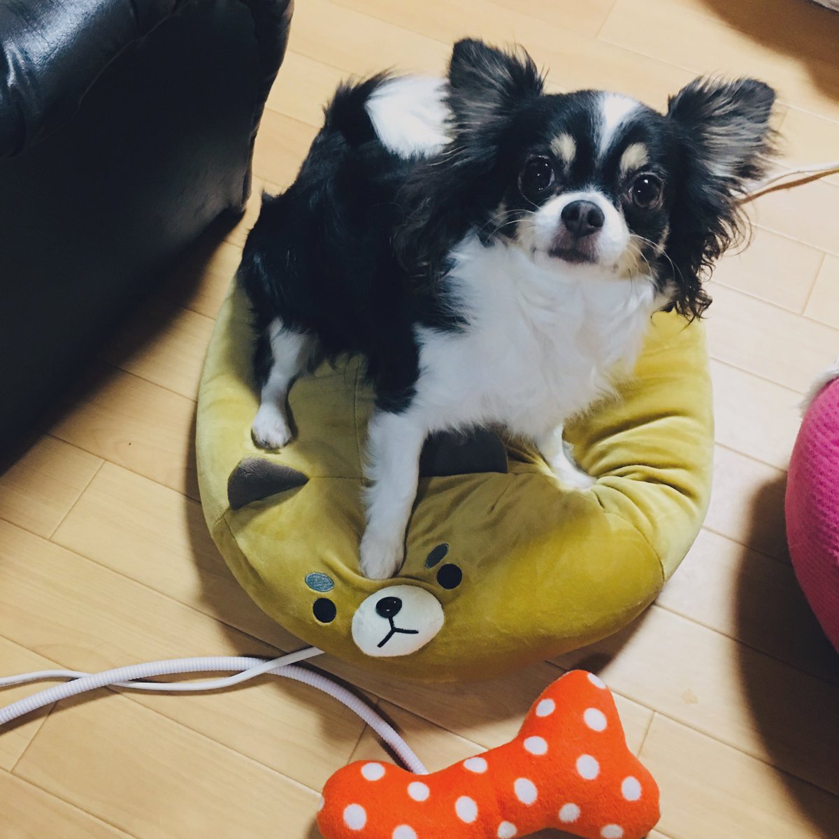 22sima22's tweet photo. 最近、芝犬のクッ��ョンを買いました。
色さんが気に入りすぎて離れません。
なんて、いい買い物をしたんだろうと思わずにはいられない飼い主です。
1人、１つだよーと渡したのに、独り占めです。なんて可愛いのさ、このやろう！

因みに、時さんは子犬の頃に買ったベットを未だに大事に使っていますw https://t.co/4L0rSFrn3A