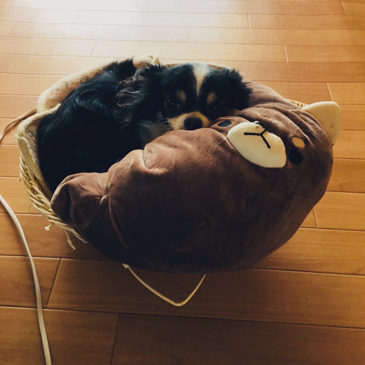 22sima22's tweet photo. 最近、芝犬のクッ��ョンを買いました。
色さんが気に入りすぎて離れません。
なんて、いい買い物をしたんだろうと思わずにはいられない飼い主です。
1人、１つだよーと渡したのに、独り占めです。なんて可愛いのさ、このやろう！

因みに、時さんは子犬の頃に買ったベットを未だに大事に使っていますw https://t.co/4L0rSFrn3A