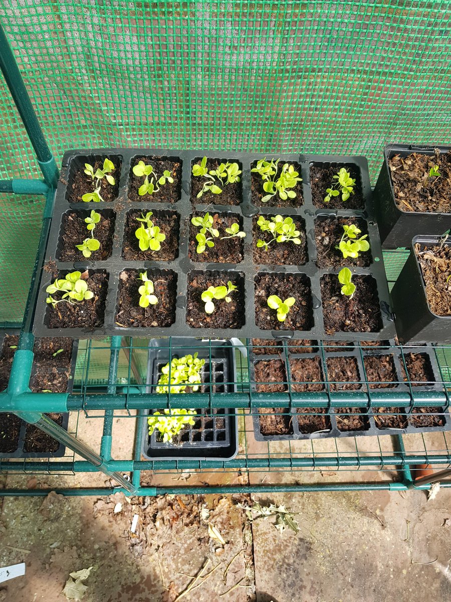 Lettuce done. Will thin out the weaker seedlings in a week or so.