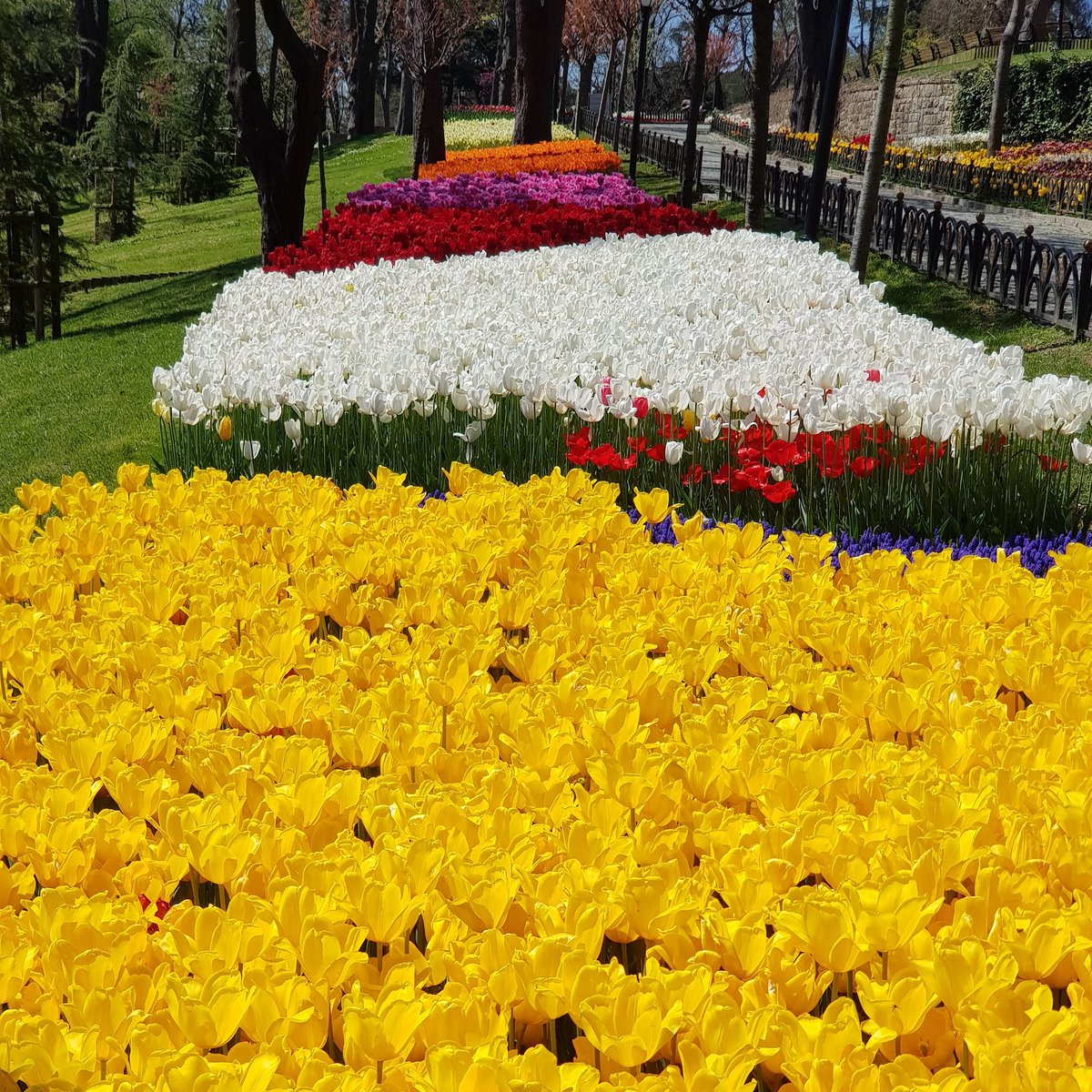 Nisan 2020
Emirgan Korusu 
#lale #emirgankorusu #emirgan #emirganpark #istanbul #tulip #tulips