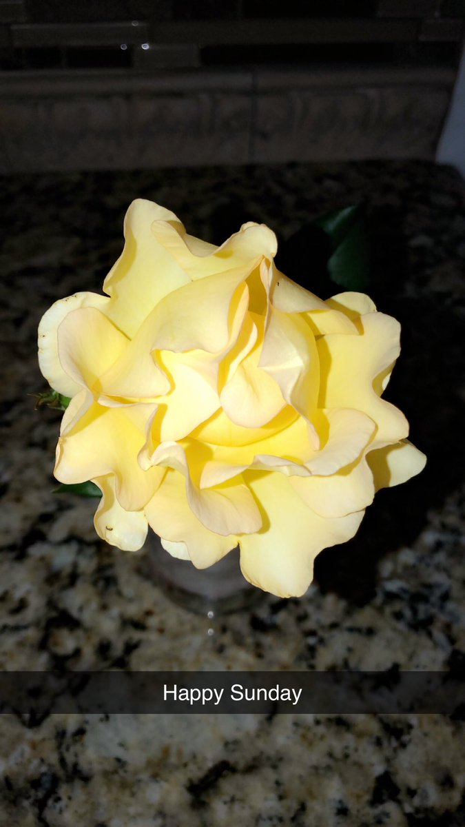 Aaron_Auto's tweet image. A rose must remain with the sun and the rain or its lovely promise want come true.