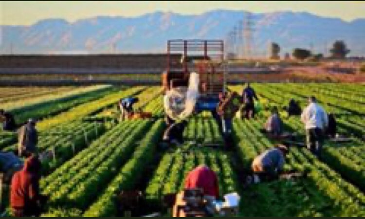 Memleket isterim
Gök mavi, dal yeşil, tarla sarı olsun;
Kuşların çiçeklerin diyarı olsun.

Memleket isterim
Ne başta dert, ne gönülde hasret olsun;

Memleket isterim
Ne zengin fakir, ne sen ben farkı olsun

Memleket isterim
Yaşamak, sevmek gibi gönülden olsun
Rabbim ülkemizi krsn