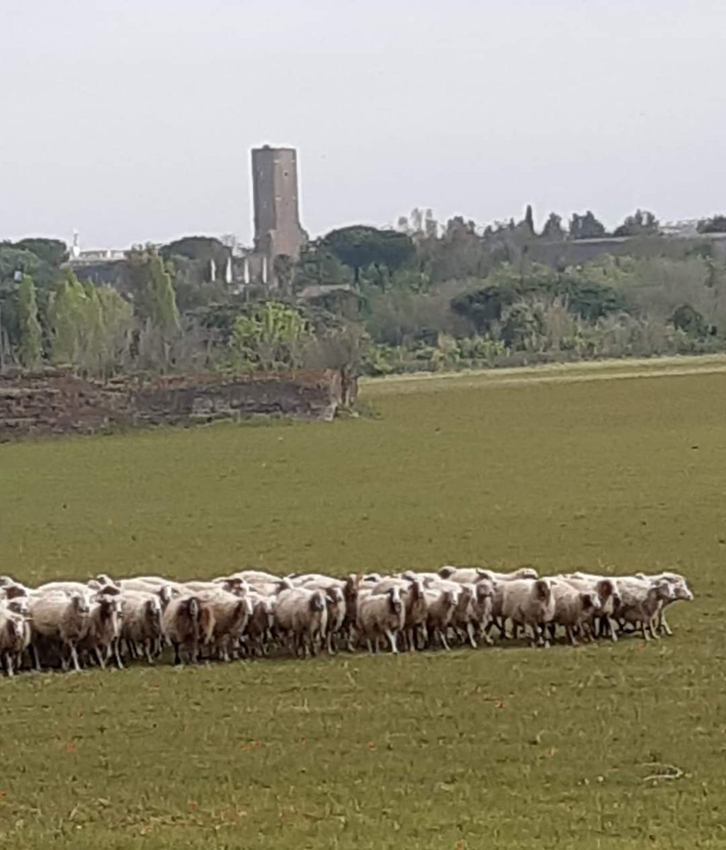 Parco Appia Antica tweet media