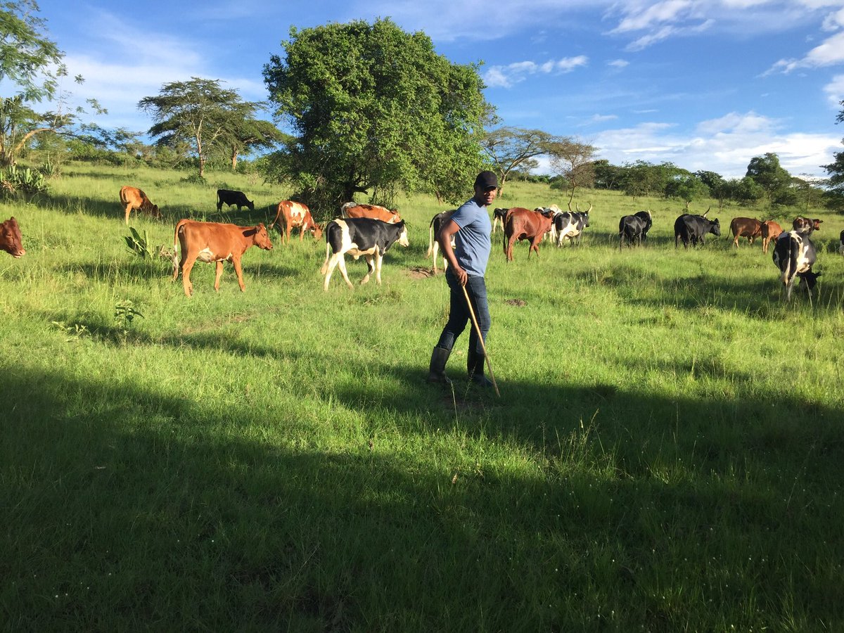 BakerKahima's tweet image. “Without my cattle, my wallet would be full but my heart would be empty”
#HerdMentality