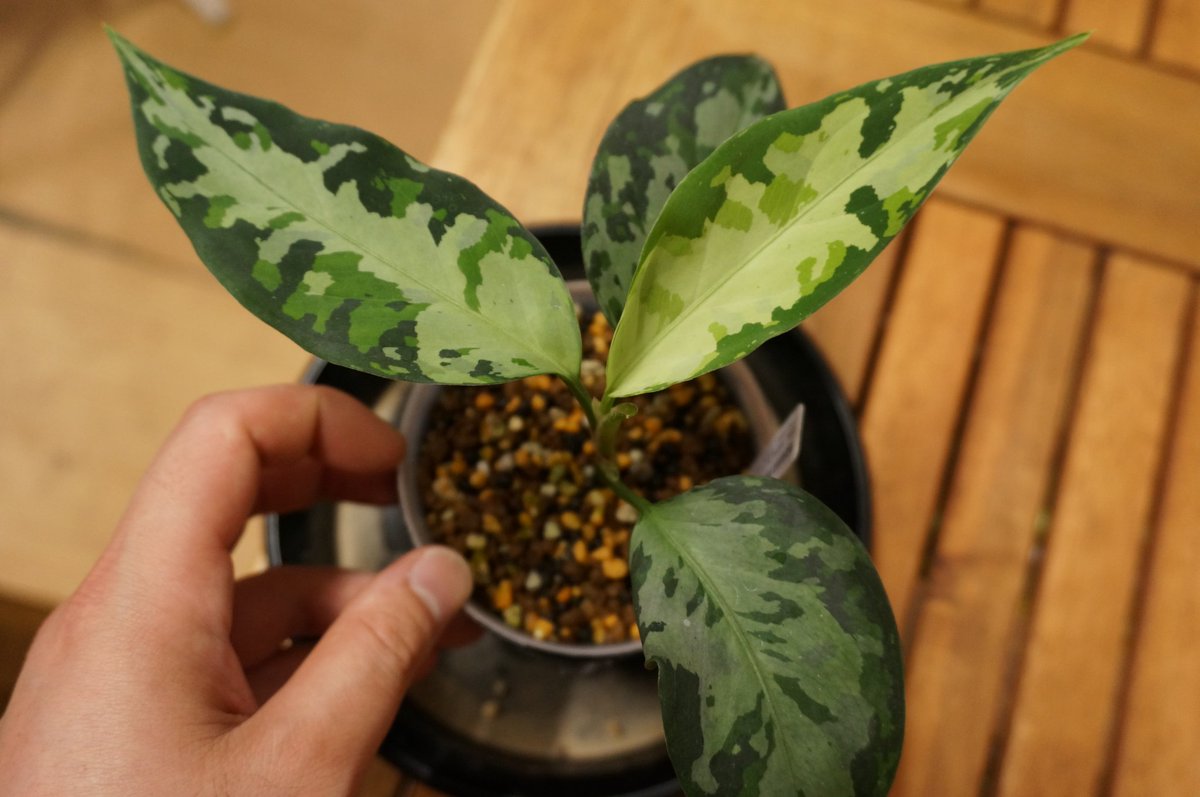 Twitter 上的 Bloody In Day 仕事がある幸せを噛み締めて 僕は今日も イチゴを摘みます La便 アグラオネマ 花天狂骨 鵺 とよキメラ 7thオネマ T Co Vxxqxv5l62 Twitter Twitter 上的 Bloody In Day 仕事がある幸せを噛み締めて 僕は今日も イチゴを摘みます La便 アグラオネマ 花天狂骨 鵺 とよキメラ 7thオネマ T Co Vxxqxv5l62 Twitter