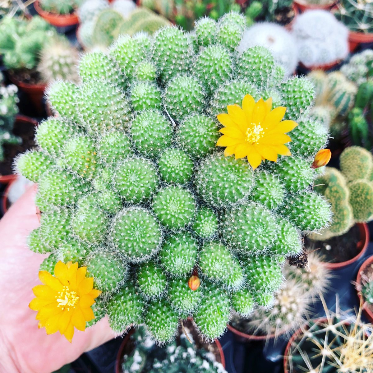 A funny flowering Rebutia on this Succulent Sunday 🙌🏼 🌼
‍
#fabulousfatfriends #indoorsucculents #asucculentstory #fatplantsforgoodfriends #succulents #cactuslover #rebutia #succysempsunday #flowers4oxygen #bloomingcactus #succulentsunday #sundayfunday #cacticacti #flower