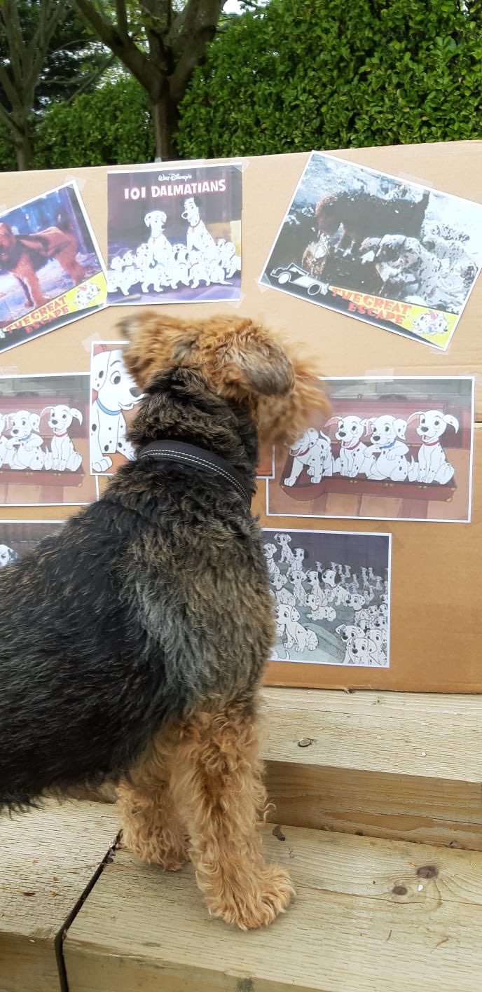 Airedale in sale 101 dalmatians