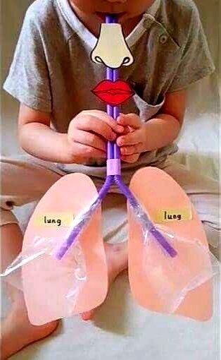 carlamUVA's tweet photo. ¿Cómo funcionan los pulmones? 👃🏻👄
Creamos nuestro sistema respiratorio de una forma muy sencilla. 
Solo necesitaremos pajitas, cartulina y dos bolsas transparentes de plástico.

#EstrategiasCCSS #DCSUVA https://t.co/UvtnWol44w