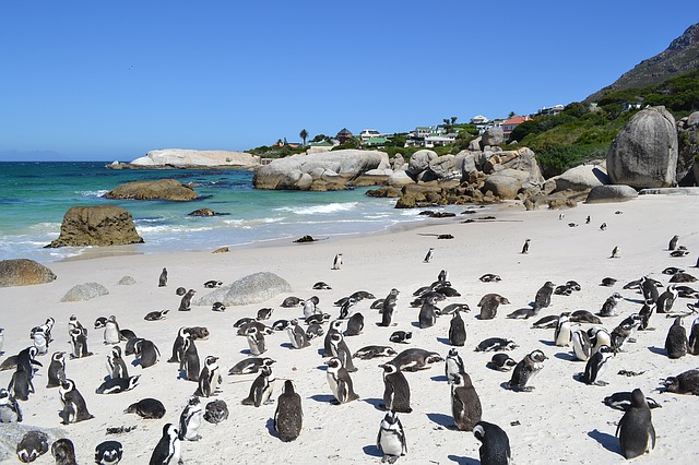 PackThePJs's tweet image. Cape Town has been on my travel 'wish list' for years. We can't go right now, but we can plan ahead for when we do! With the help of the travel blogging community, why not come and do some armchair travelling with us ... #capetown #southafrica bit.ly/2XU2zsS