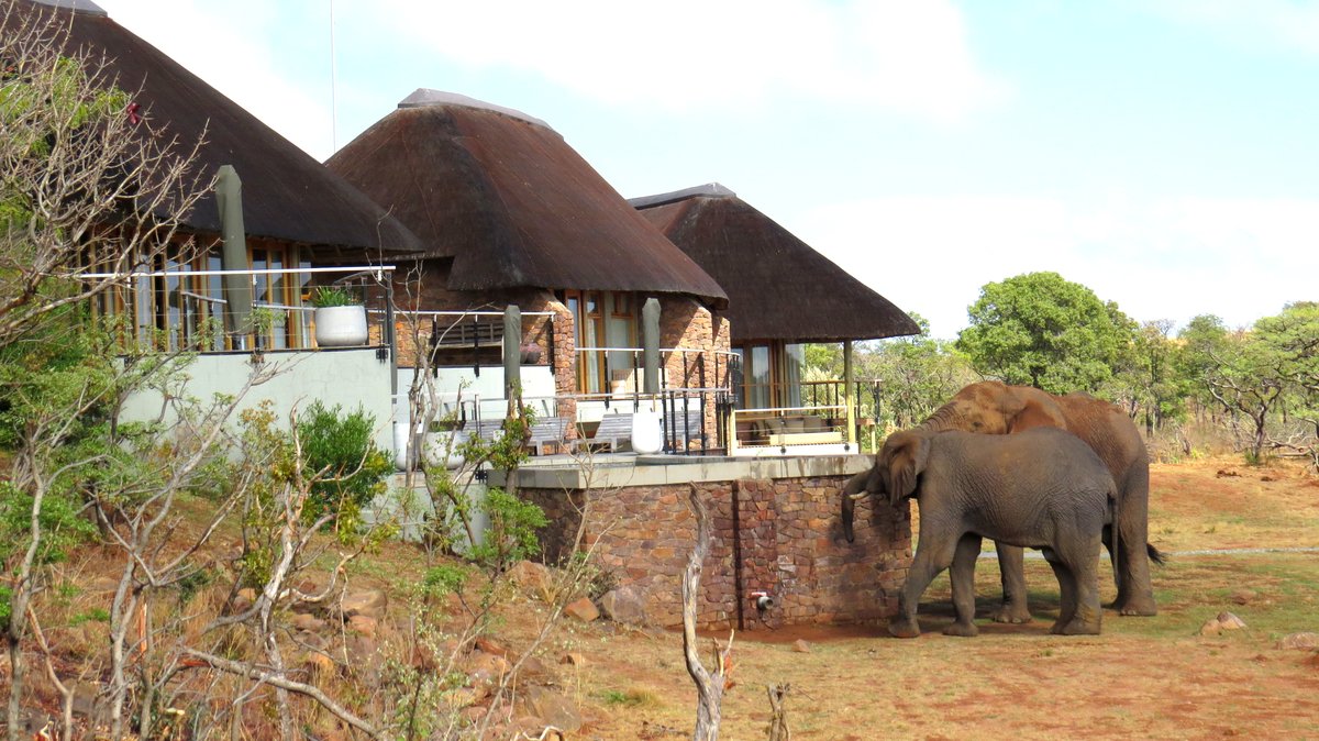 InAfricaNBeyond's tweet photo. Where I would love to be right now! Mhondoro Game Lodge in #Limpopo
https://t.co/eITUVRb9cG #VirtualTravelSA #21lockdownsa #21days21destinations #day24oflockdown #sundaythoughts #soulfulsunday @BBlogRT https://t.co/R5mvGoAKb3