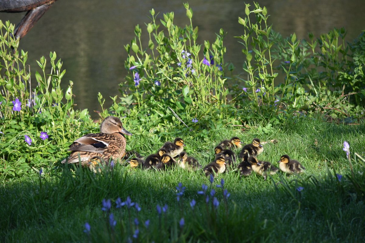 Don Robinson tweet media