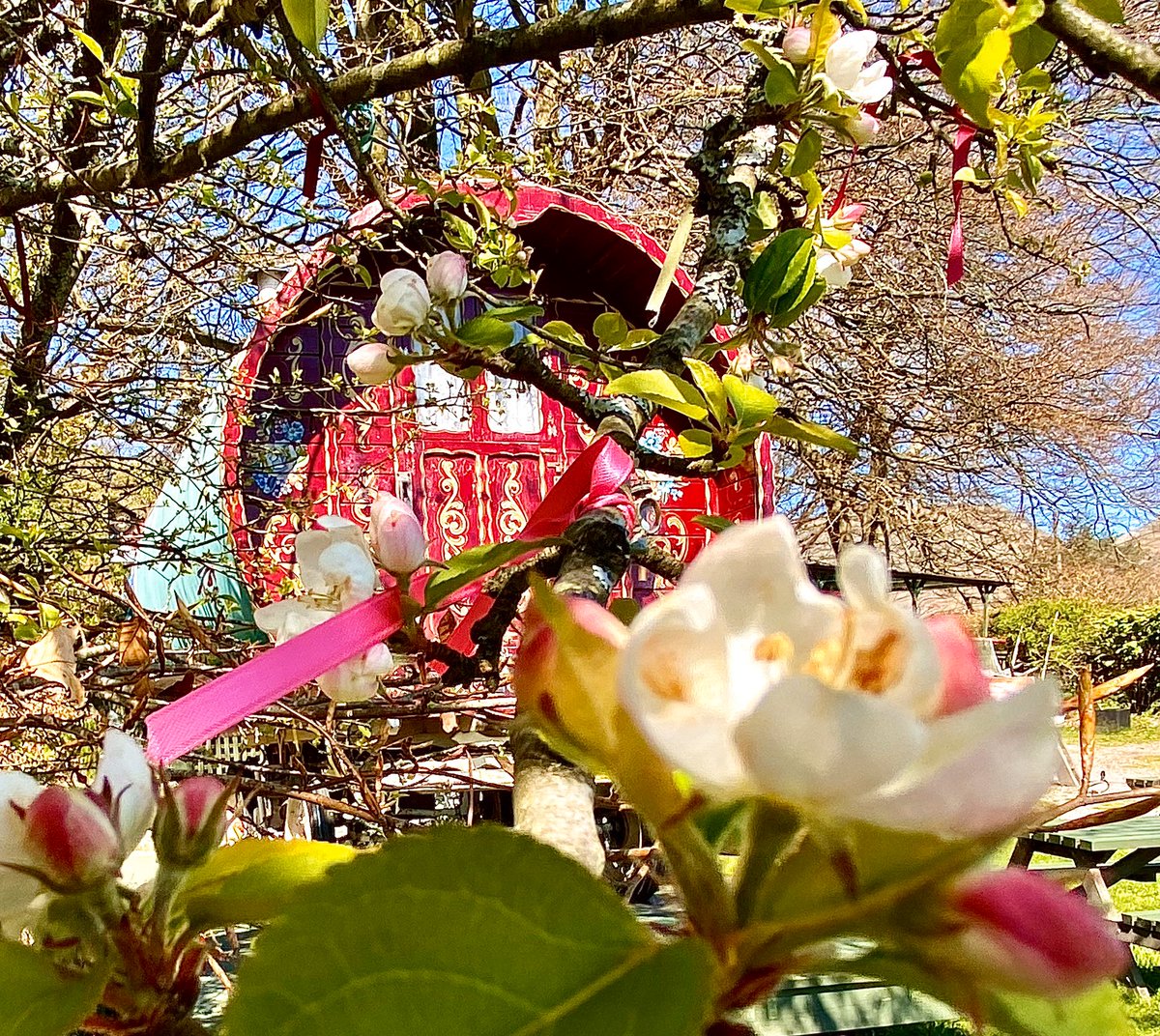 faerymere's tweet image. First of the apple #blossom on the #WishingTree... #SundayThoughts #Grasmere #blossomwatch #LakeDistrict @StormHour @ThePhotoHour