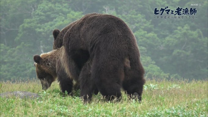 ヒグマ と 老 漁師