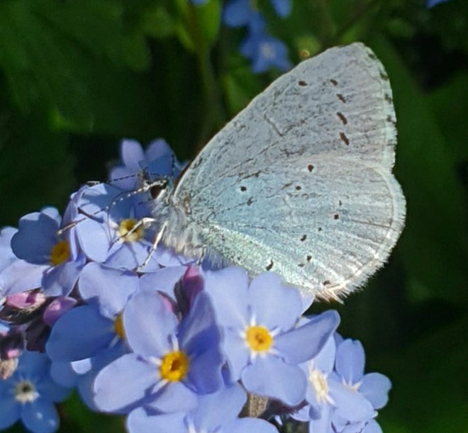 sophiecooper193's tweet image. #PositivePosts Hooray!! I finally managed to sneak up close enough to a male holly blue #butterfly visiting the forget-me-nots in my #Somerset garden! 🦋💚 
#SolaceInNature #NaturalHealthService @SomersetWT @BCSomerset #wildlife #naturelovers @savebutterflies