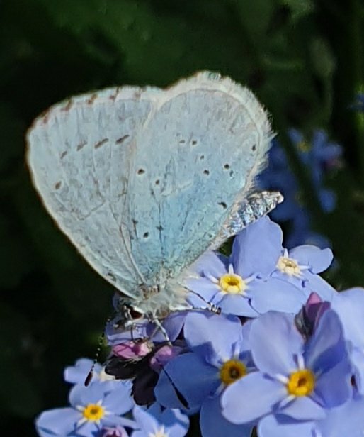 sophiecooper193's tweet image. #PositivePosts Hooray!! I finally managed to sneak up close enough to a male holly blue #butterfly visiting the forget-me-nots in my #Somerset garden! 🦋💚 
#SolaceInNature #NaturalHealthService @SomersetWT @BCSomerset #wildlife #naturelovers @savebutterflies