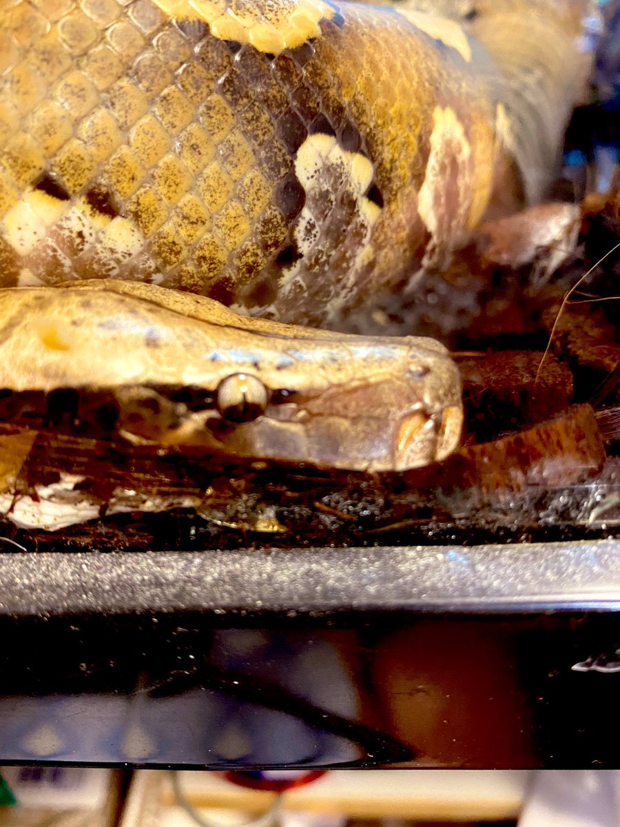 hosonagaiyatsu's tweet image. イッちゃってるブラパイ
（ただの爆睡）
2枚目→通常時
＃ブラッドパイソン
＃Pythonbrongersmai