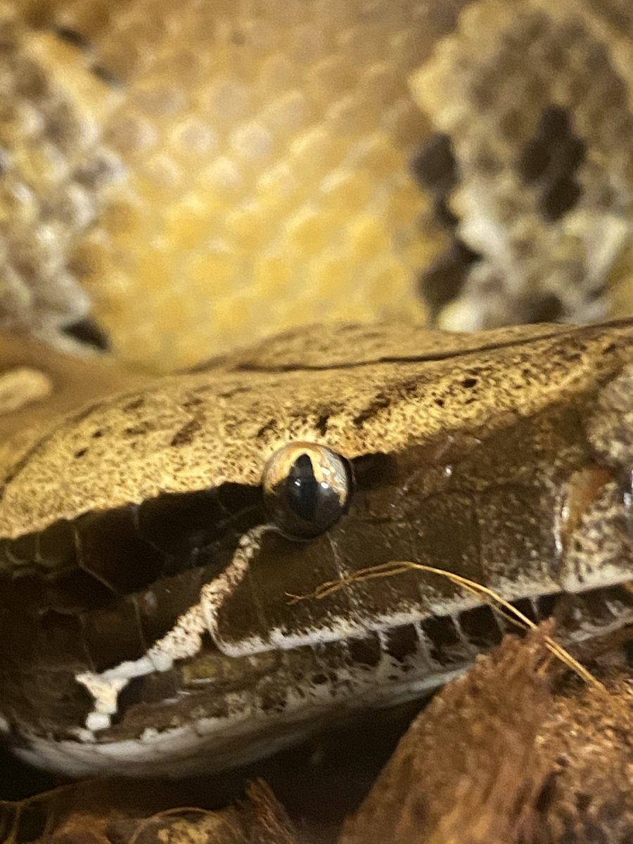 hosonagaiyatsu's tweet image. イッちゃってるブラパイ
（ただの爆睡）
2枚目→通常時
＃ブラッドパイソン
＃Pythonbrongersmai