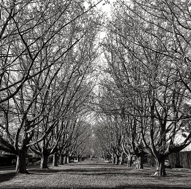 Med7atDawoud's tweet photo. #emptyparks in #amsterdam with #nakedtrees .. may life come back to normal soon 😣
📸 https://t.co/NyZ0OmvgoG via https://t.co/7kDKWjMW9q https://t.co/Q2UbBxKjmN