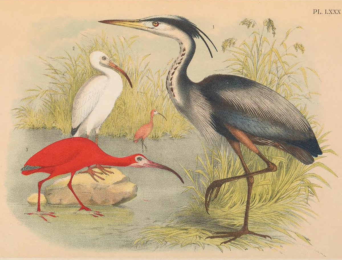 Jacob H. Sturm's "The birds of North America" (1895) packs a lot of  #DrawABirdDay inspiration in each plate. Painter Theodore Jasper provided the bird portraits on which the plates were based. Find the whole book in  @BioDivLibrary :  https://s.si.edu/3aRIQ0Q  .