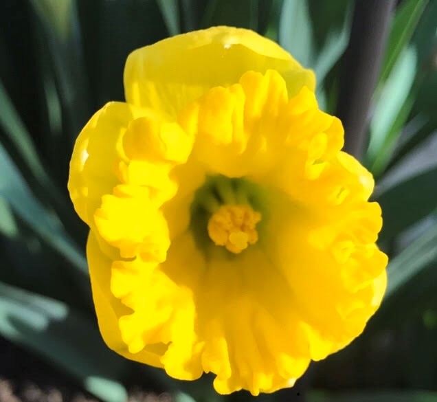 Intusbioscience's tweet photo. #SpringCT #SpringTime https://t.co/gMyOf60En6