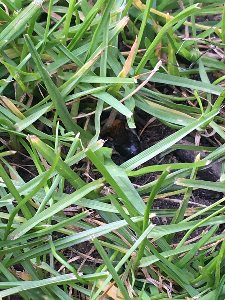 CeeliSmi's tweet photo. @CheshireWT  I’ve been watching two of these busy bees on my lawn today. May be Gwynnes Mining Bee but not certain? https://t.co/7mMd6ht1S0