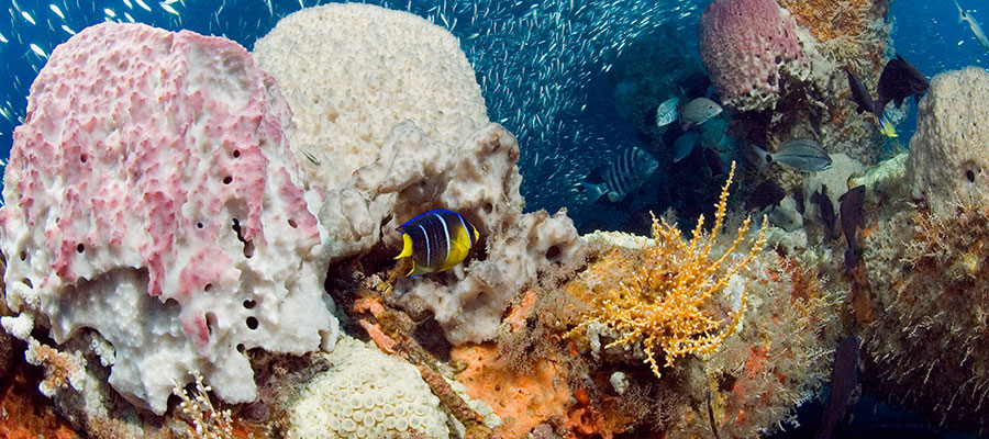 "Bringing the Ocean to You" webinar for educators
Tuesday, April 7th at 1PM Pacific time
Learn more about America’s underwater treasures and Virtual Reality content from NOAA's office of National Marine Sanctuaries.  bit.ly/2UPjECn
#stemathome