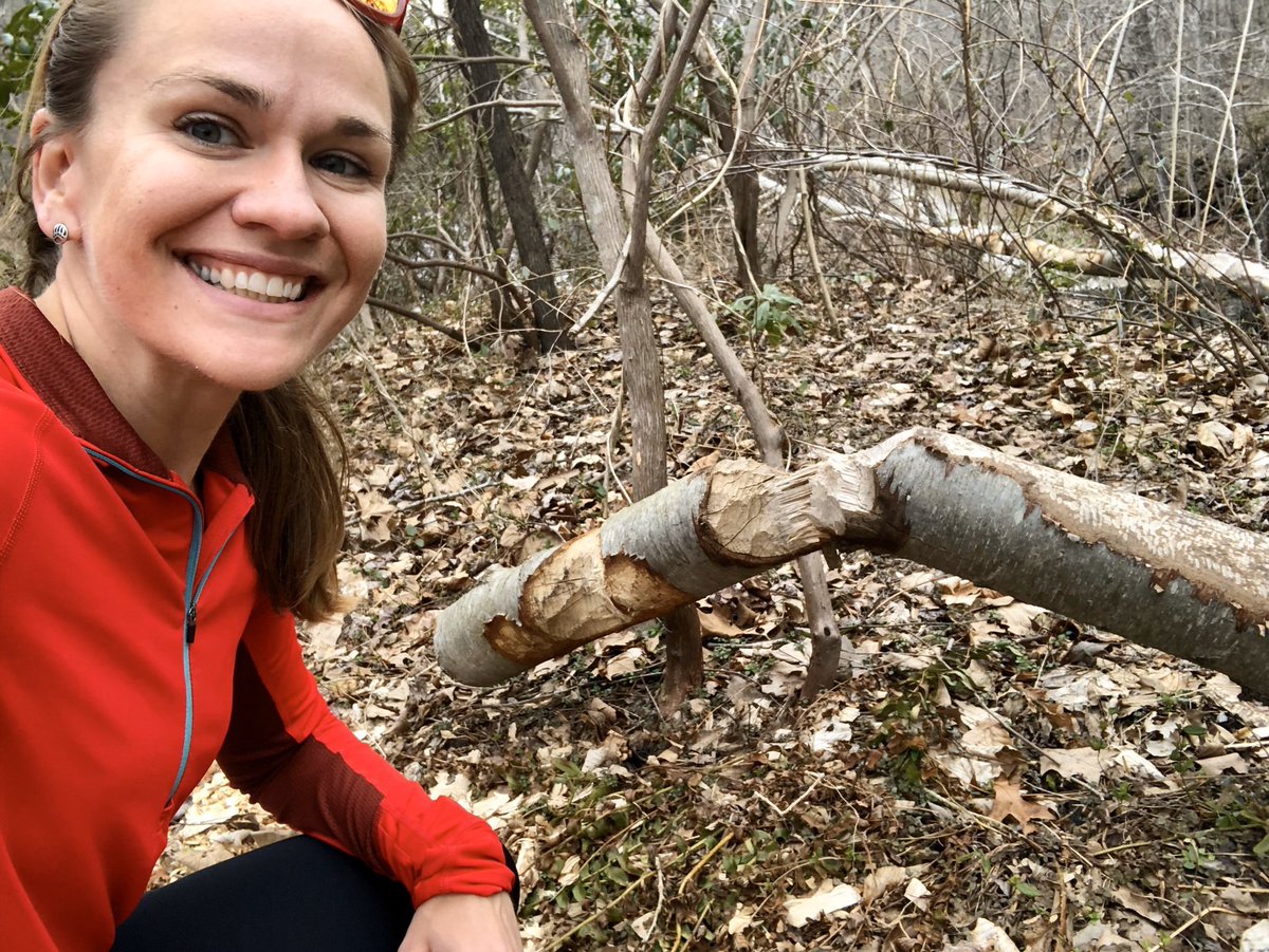 EmilyFairfax's tweet photo. It’s #InternationalBeaverDay!

Have a question about #beavers you’re not sure who to ask? 

Ask me! I study beavers &amp; love talking about them! And if I can’t answer your question, chances are I know someone who can and I will tag them! 

Let’s share some #dam knowledge. https://t.co/ipuNuBGGm8