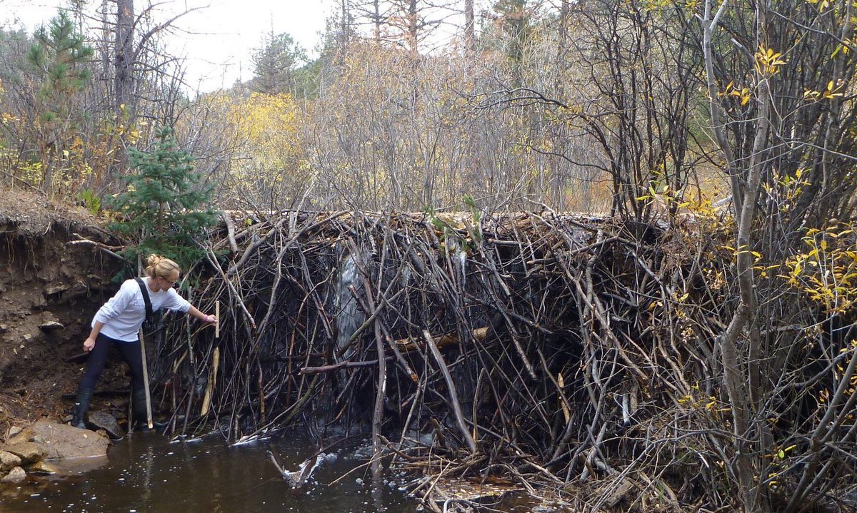 EmilyFairfax's tweet photo. It’s #InternationalBeaverDay!

Have a question about #beavers you’re not sure who to ask? 

Ask me! I study beavers &amp; love talking about them! And if I can’t answer your question, chances are I know someone who can and I will tag them! 

Let’s share some #dam knowledge. https://t.co/ipuNuBGGm8