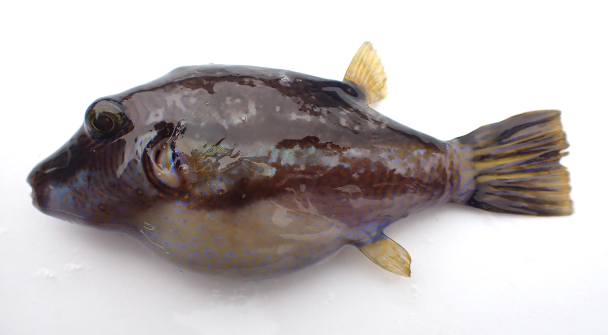 ট ইট র Yusuke Miyazaki 筋肉にも毒のあるフグたち フグは歯が鋭く 顎の力も強いので 釣り人には食用出来ない種は特に嫌われがち しかし 私にとってのクサフグは 海釣りで初めて釣った魚種 愛しいし 実際に見た目も間違いなく可愛らしい