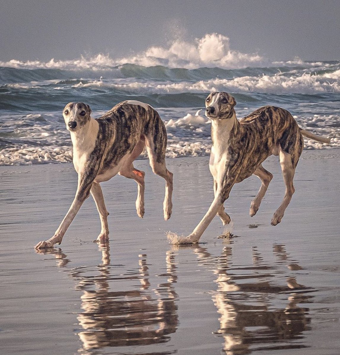 WeRateDogs tweet media